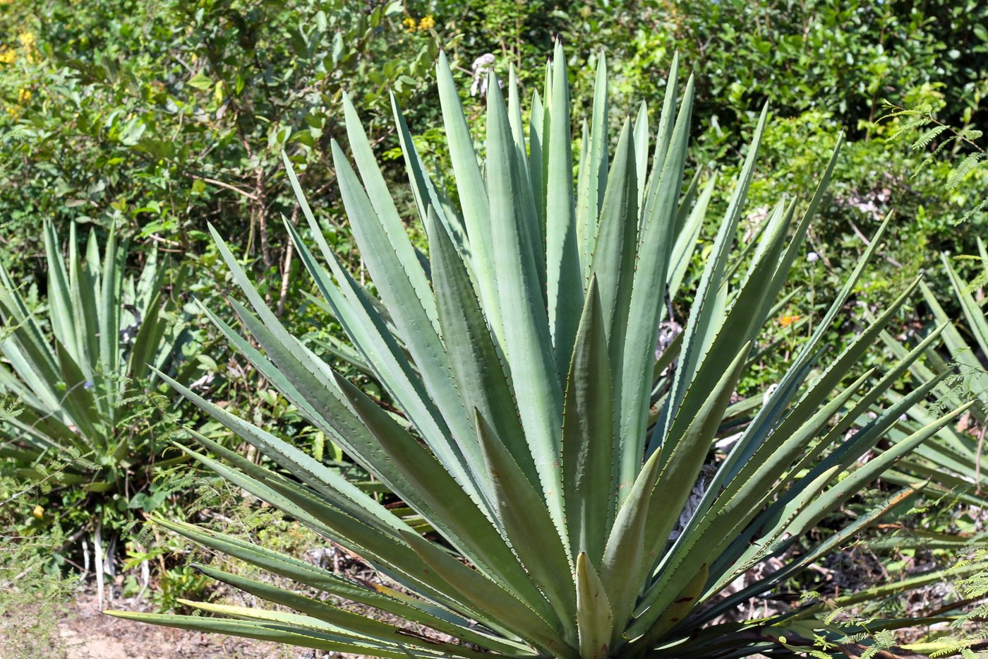 Native agave — Cabo Corrientes, Jalisco